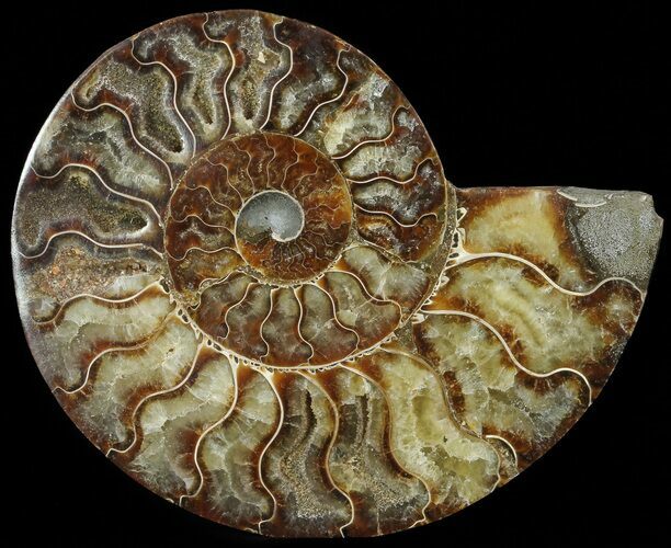 Cut Ammonite Fossil (Half) - Agatized #69043